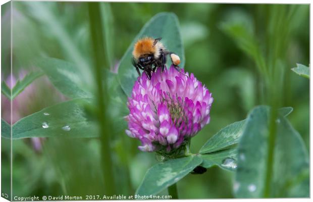 Bee on Clover Canvas Print by David Morton