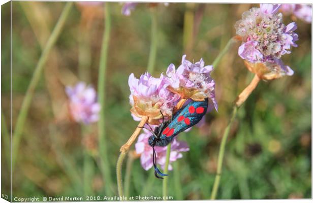 Six Spot Burnet Butterfly on Sea Thrift. Canvas Print by David Morton