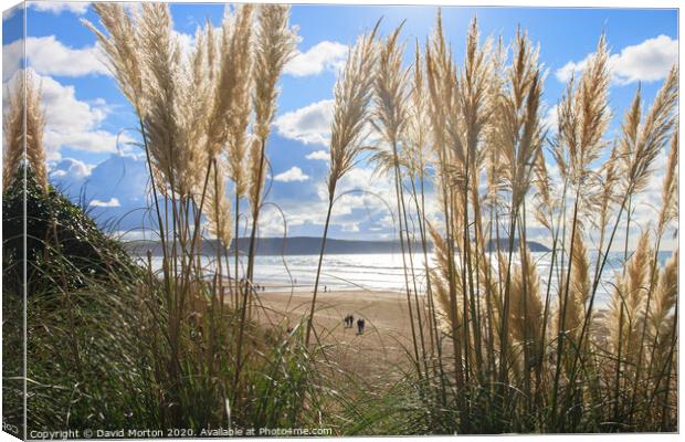 Grasses on Woolacombe Beach Canvas Print by David Morton