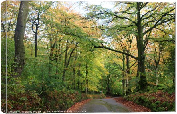 Woodland on the Holnicote Estate in Autumn Canvas Print by David Morton