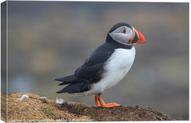 Puffin on the island of Lunga Canvas Print by David Morton