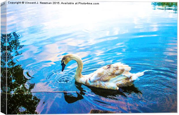 Thirsty Cygnet Canvas Print by Vincent J. Newman
