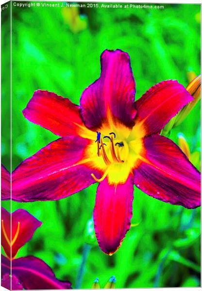  Scarlet Daylily  Canvas Print by Vincent J. Newman