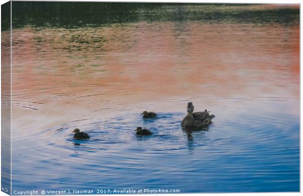 Family of Ducks at Sunset Canvas Print by Vincent J. Newman