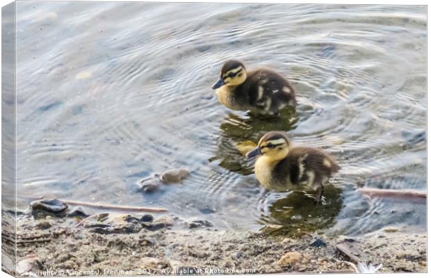 Cute Baby Ducklings Canvas Print by Vincent J. Newman