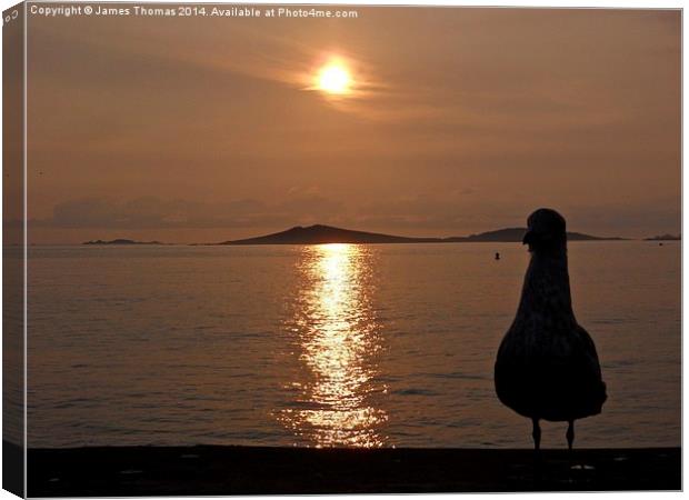 Seagull Sunset Isles Of Scilly. Canvas Print by James Thomas
