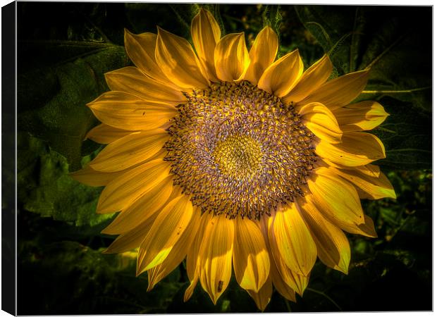 Sunflower Canvas Print by Mike Janik
