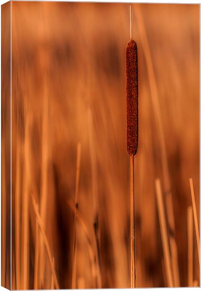 Bulrush Canvas Print by Mike Janik