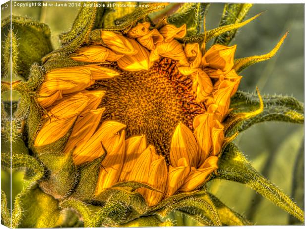 Sunflower Canvas Print by Mike Janik