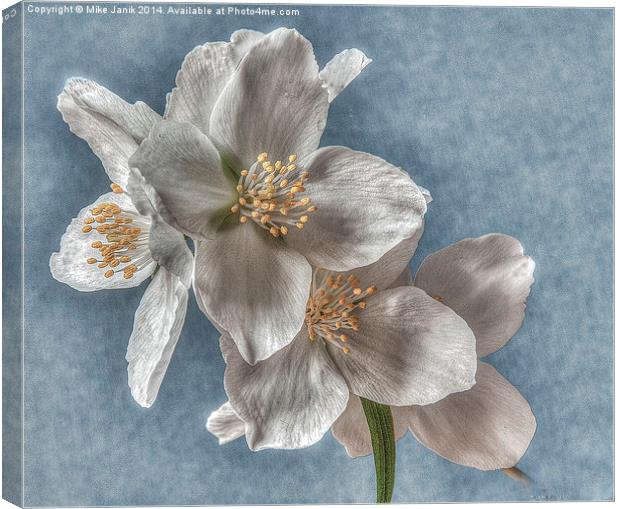 Blossom Canvas Print by Mike Janik