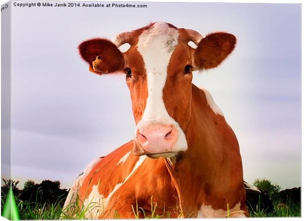 Happy Cow Canvas Print by Mike Janik