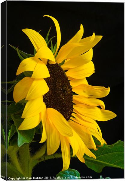 Sunflower Canvas Print by Mark Robson