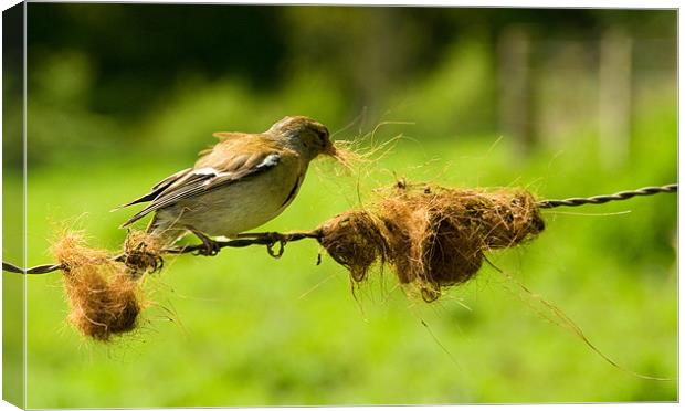 Nest Building Canvas Print by Mark Robson