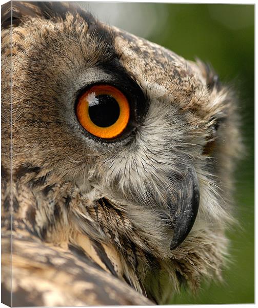 Eye Contact Canvas Print by Mark Robson
