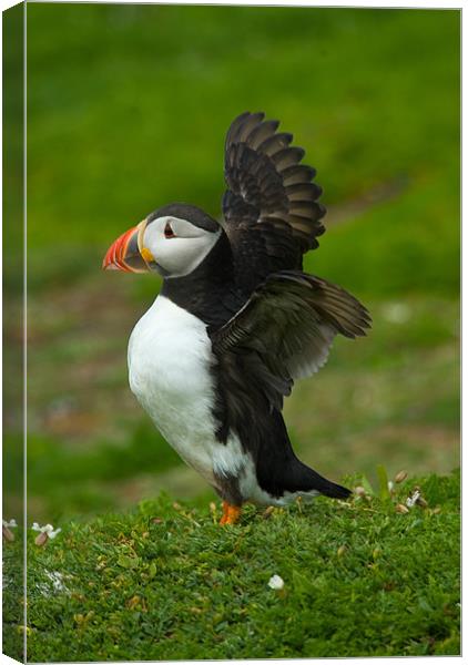 Island life Canvas Print by Mark Robson