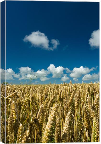 Fields Of Gold Canvas Print by Mark Robson