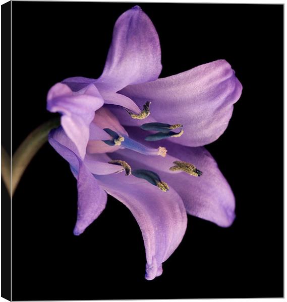 Bluebell Canvas Print by Mark Robson