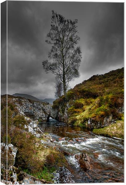 Lonely Tree Canvas Print by Mark Robson