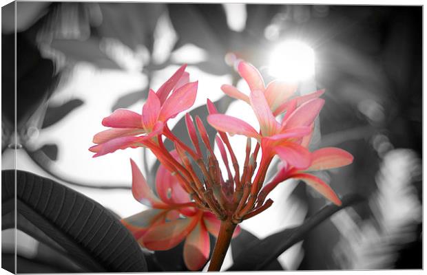 Pink tropical flower Canvas Print by richard pereira