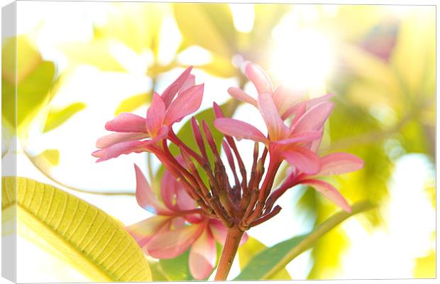 Pink tropical flower Canvas Print by richard pereira