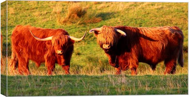 Majestic Highland Cows in the Scottish Sun Canvas Print by Jane Braat