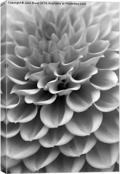 Monochrome Dahlia Canvas Print by Jane Braat