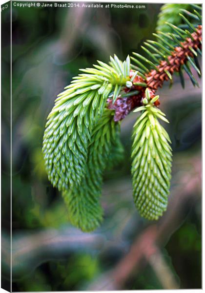 Spruce Tree Canvas Print by Jane Braat