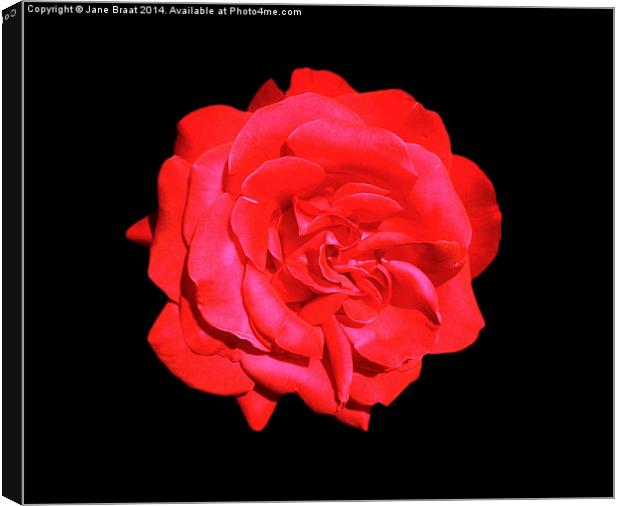 Single Red Rose Canvas Print by Jane Braat