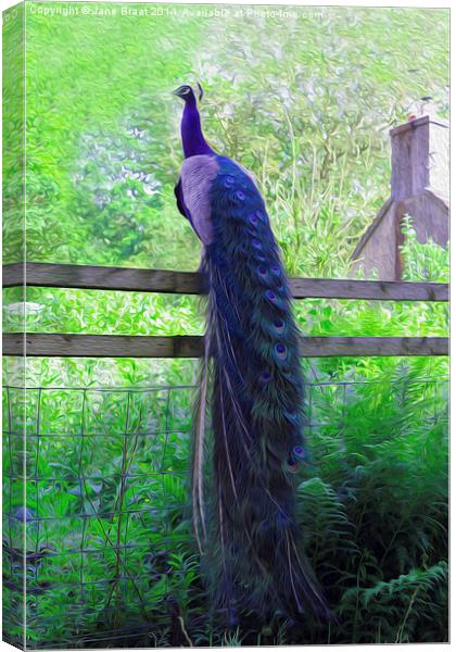 Majestic Peacock Perched in Scottish Countryside Canvas Print by Jane Braat