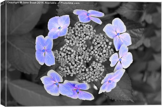 Enchanting Ring of Hydrangea Blooms Canvas Print by Jane Braat
