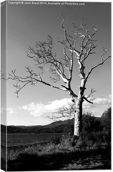 Majestic Birch Tree in Strathlachlan Canvas Print by Jane Braat