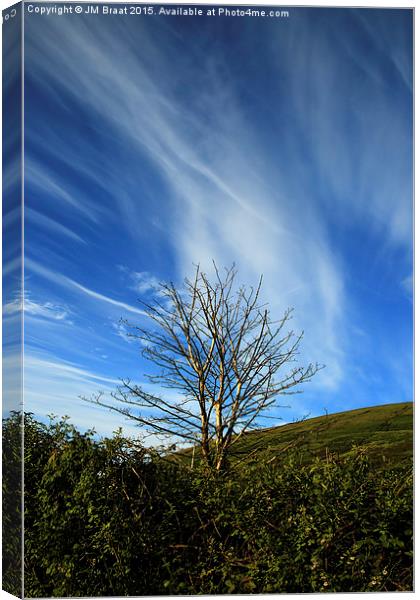 Lone Tree in Colour  Canvas Print by Jane Braat