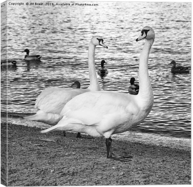 Majestic Swans in Monochrome Canvas Print by Jane Braat