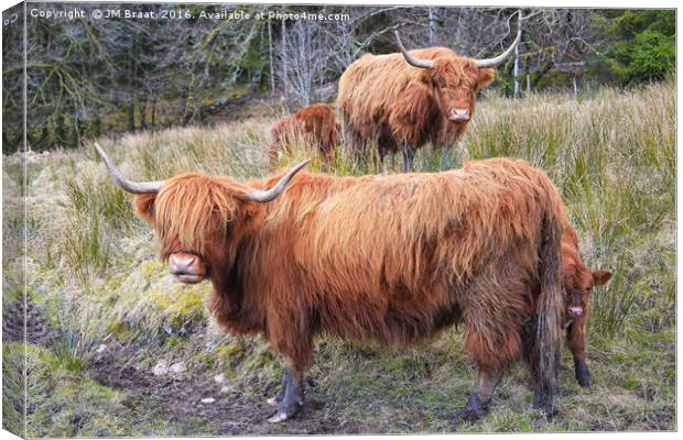 Highland Cattle Canvas Print by Jane Braat