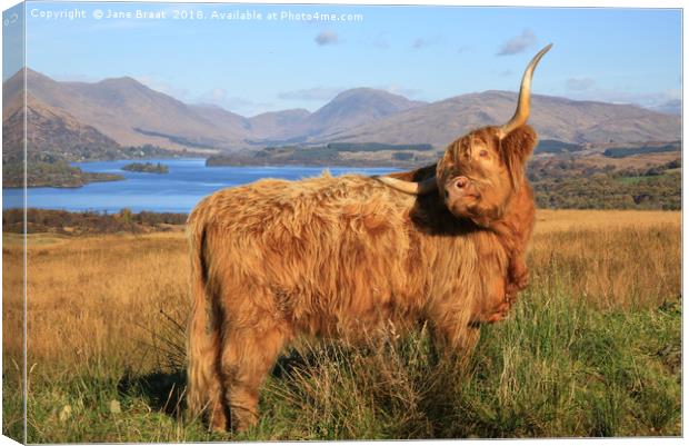 Majestic Highland Cow Gracing Loch Awe Canvas Print by Jane Braat