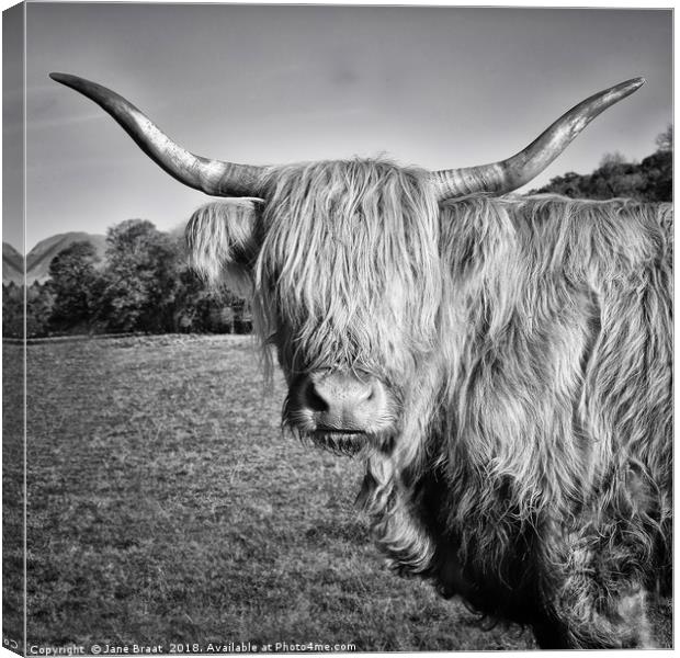 Highland Cow in Monochrome Canvas Print by Jane Braat