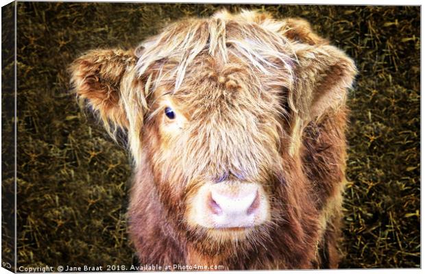 Little Highland Cow Canvas Print by Jane Braat