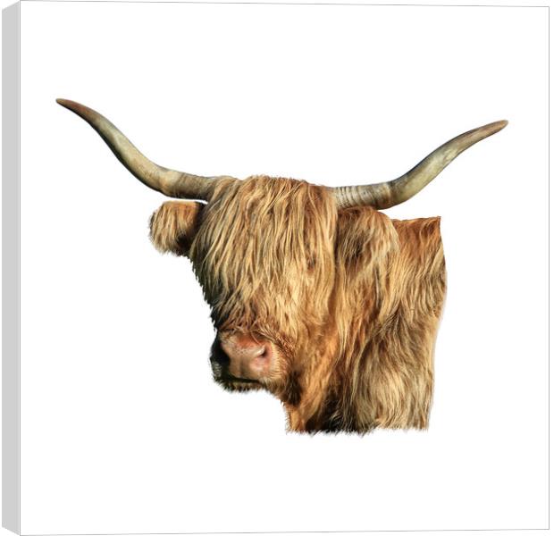 Highland Cow  Canvas Print by Jane Braat