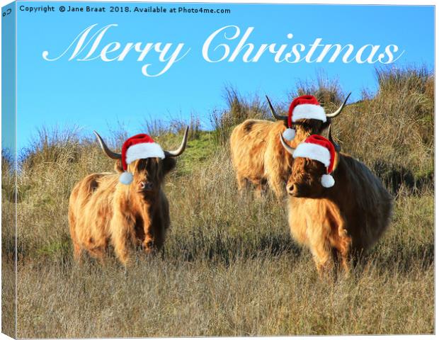 Festive Highland Cows of Cladich Canvas Print by Jane Braat