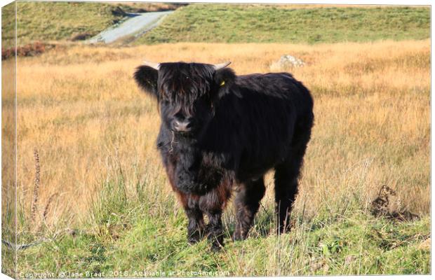 Adorable Highland Calf in Scotland Canvas Print by Jane Braat