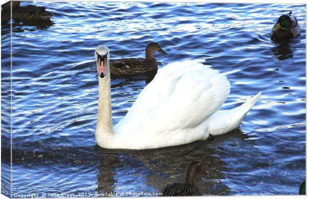 The Ugly Duckling Canvas Print by Jane Braat