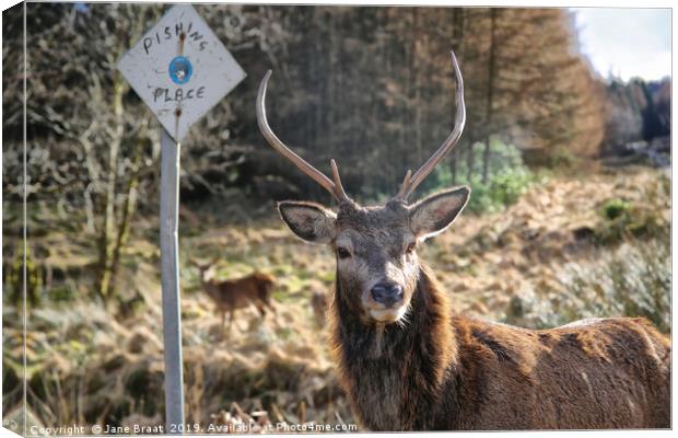 Stag at the Passing Place Canvas Print by Jane Braat