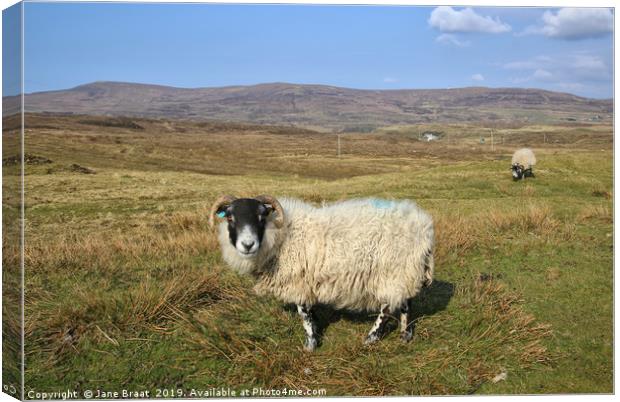 Sheep on the Isle of Skye Canvas Print by Jane Braat