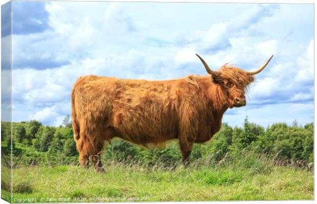 Majestic Scottish Cow in the Field Canvas Print by Jane Braat