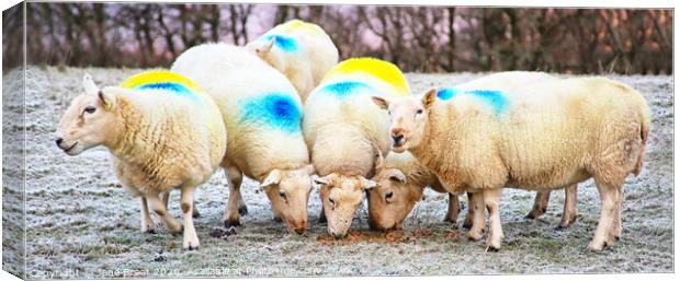 Vibrant Sheep in Scottish Moorland Canvas Print by Jane Braat