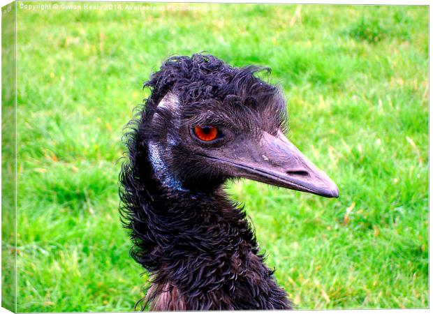 Emu Canvas Print by Gwion Healy