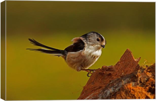 Long-Tailed tit Canvas Print by william peplow