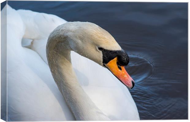 Swan Canvas Print by Mark  Clair