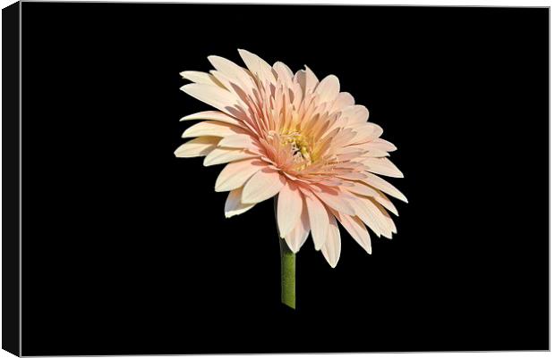 African Daisy Canvas Print by Jacqueline Burrell
