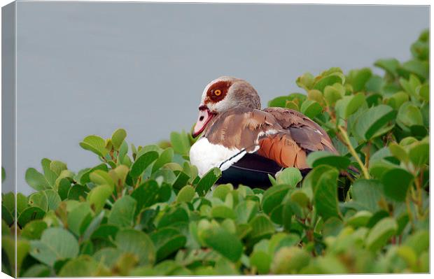 Egyptian Goose Canvas Print by Jacqueline Burrell